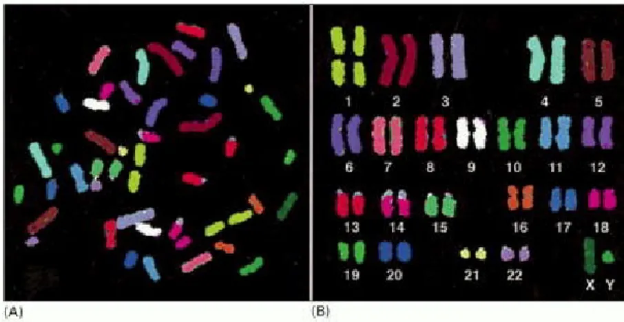 Figura 1.2: Cromosomi umani maschili, isolati da una cellula in procinto di divi- divi-sione nucleare (mitosi) e perciò molto compatti