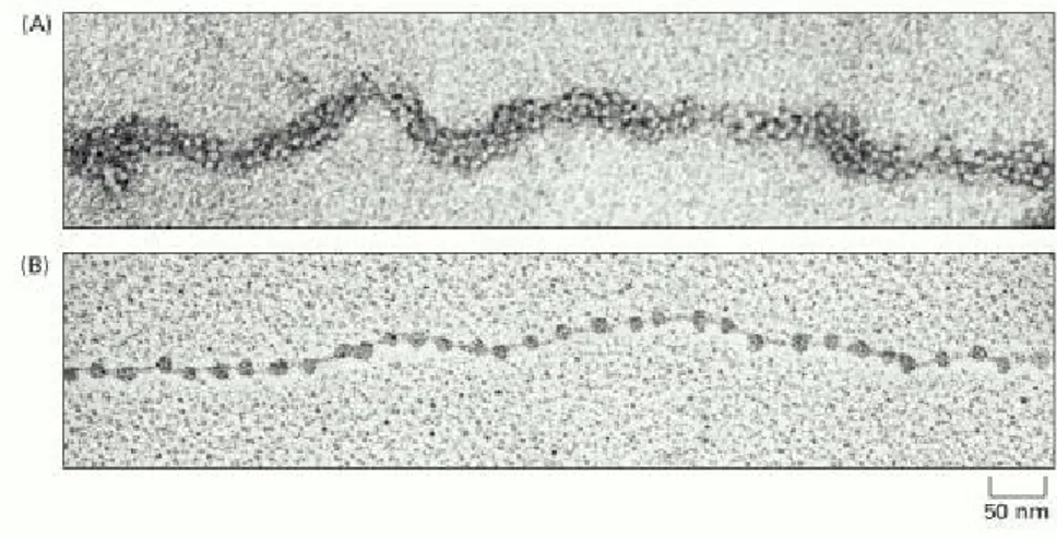 Figura 1.7: Nucleosomi visualizzati al microscopio elettronico. (A) Cromatina isolata direttamente da un nucleo d'interfase; appare come una bra dello spessore di 30 nm