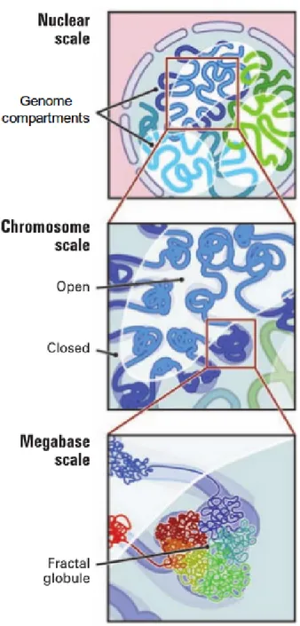 Figura 2.1: Architettura del genoma su tre scale. (In alto) Partizionamento del genoma in due compartimenti, corrispondenti ad eucromatina ed eterocromatina