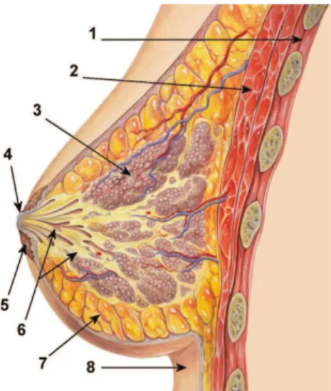 Figure 2.2: Anatomy of the Breast: 1. Chest wall 2. Pectoralis muscles 3. Lobules 4. Nipple 5