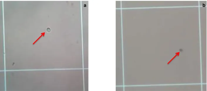 Fig. 3.3.2.1 - Immagine della camera di Neubauer. (a) La freccia indica una cellula viva; (b) La freccia indica una  cellula  morta