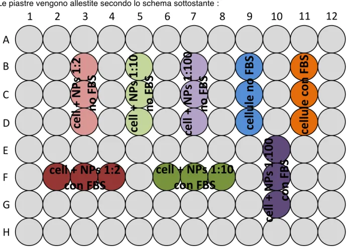 Fig. 3.4.2.1 - Schema dei pozzetti utilizzati per l’analisi della vitalità cellulare con Trypan Blue 0,4%