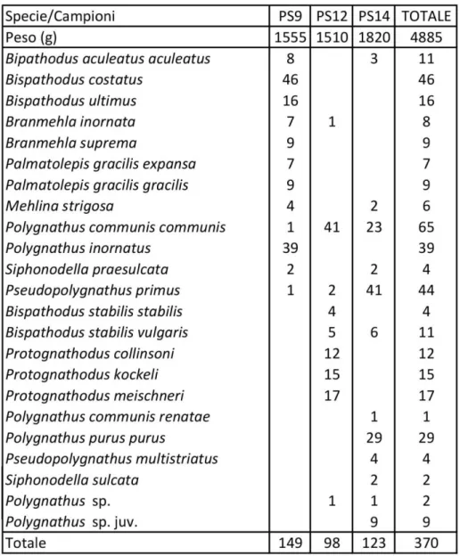 Fig. 6: Tabella con la distribuzione numerica delle specie e sottospecie di conodonti rinvenute nei  tre campioni