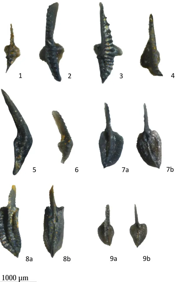Fig.  9:  1  –  Bi.  ac.  aculeatus  (campione  PS9);  2  -  Bi.  costadus  (campione  PS9);  3  -  Bi