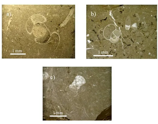 Fig.  4:  Foto  di  particolari  delle  sezioni  sottili;  a)  PS9:  al  centro  goniatite,  in  alto  a  destra  frammento  di  valva;  b)  PS12:  goniatiti  e  ostracodi;  c)  PS14:  goniatite  e  framenti  di  exuvie  di  trilobiti