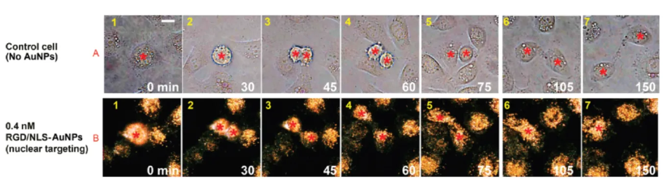Figura 1.4: Le immagini della divisione di cellule cancerogene in tempo reale mostrano un (B4) apparente arresto della citocinesi seguito dalla formazione di una cellula binucleata (B6, B7) in presenza di 0.4 nM di nanoparticelle specializzate per posizion