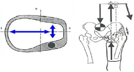 Figura 1.16: a) Geometria di invasatura quadrilaterale; b) Distribuzione della pressione sulla tuberosit` a ischiatica