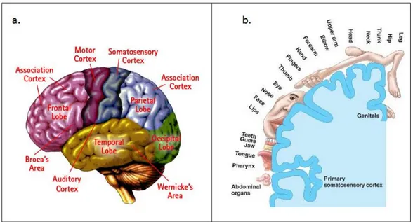 Figura 1.6: Le aree della corteccia