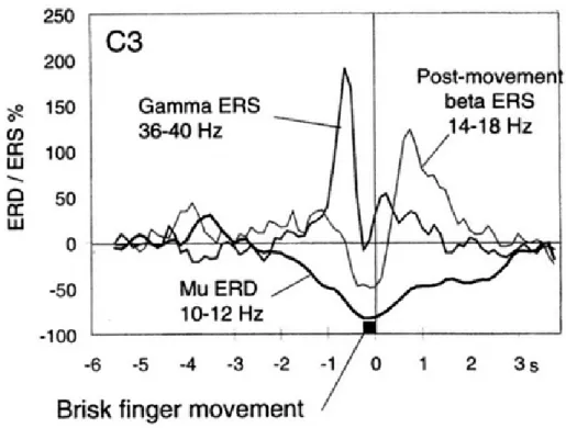 Figura 1.7: la desincronizzazione evento-correlata (ERD) e la sincronizza- sincronizza-zione evento-correlata (ERS) di un soggetto normale durante il movimento volontario self-paced