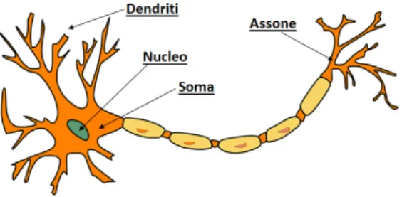 Figura 1.1: Rappresentazione genera- genera-le di un neurone
