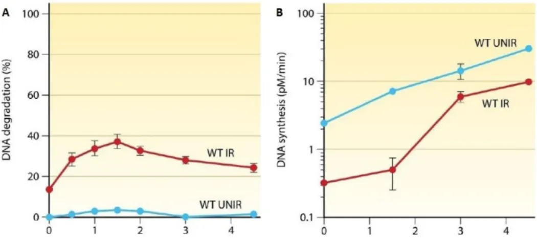 Figura 4. a) Degradazione del DNA misurata nei ceppi wild-type non irradiati (blu) e sottoposti a 7 kGy  (rosso) di raggi γ; b) Sintesi del DNA nei ceppi wild-type non irradiati e sottoposti all’esposizione di 7 kGy 