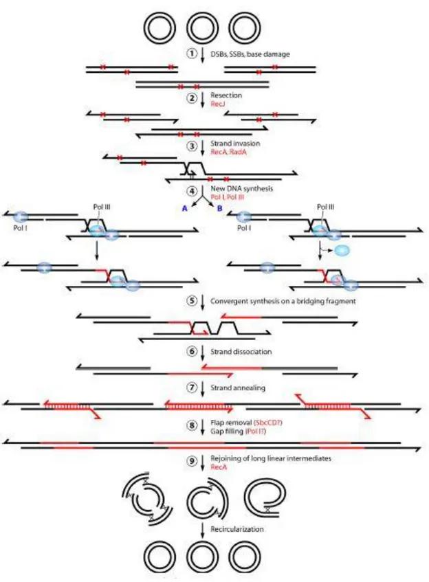 Figura 5: Meccanismo a due stadi per la riparazione del DNA nelle cellule di D. radiodurans sottoposte a  radiazioni ionizzanti