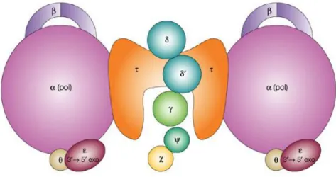 Figura 6. Rappresentazione schematica dell'oloenzima Pol III.  (Igor V. Shevelev et al