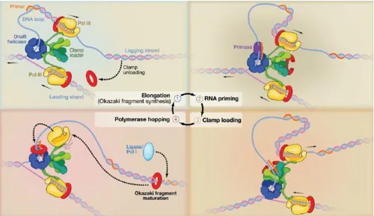 Figura 9. Meccanismo di sintesi del DNA sul filamento lagging da parte della DNA polilmerasi III
