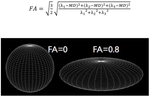 Figura 1.7: Valori di FA secondo diversi gradi di anisotropia 