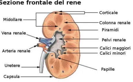 Figura 2.2: sezione del rene 