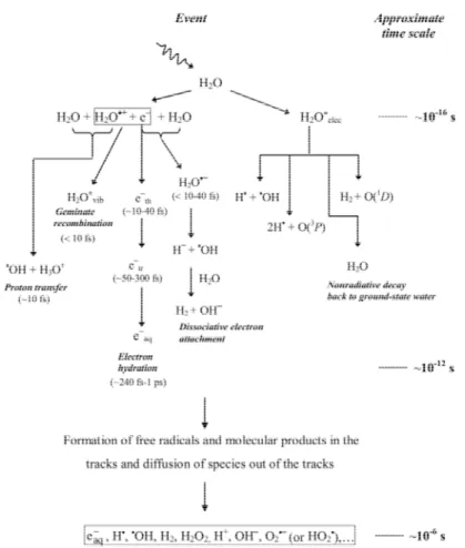 Figure 1.1 Time scale of events in the radiolysis of water by low linear energy transfer radiations 