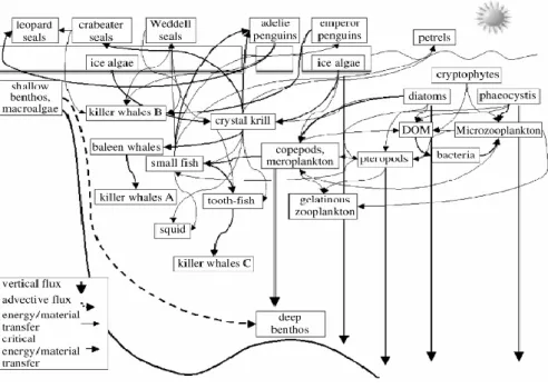 Figura 2.5. Modello di catena trofica del Mare di Ross. Le frecce indicano la direzione del flusso di Carbonio organico (Courtesy of  Smith et al., 2007)