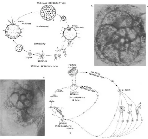 Figura 3.1. Il ciclo vitale dei Foraminiferi. Nella parte superiore della figura sono rappresentati i due cicli, asessuale e sessuale,  rappresentati rispettivamente dallo schizonte adulto e dal gamonte adulto