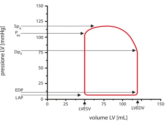 Figura 2.4 : Parametri fisiologici ricavabili dal ciclo PV del ventricolo sinistro (Burkhoff, 2002).
