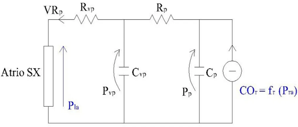 Figura 5.1:  Rappresentazione circuitale della circolazione polmonare-sistemica secondo il modello di Guyton.