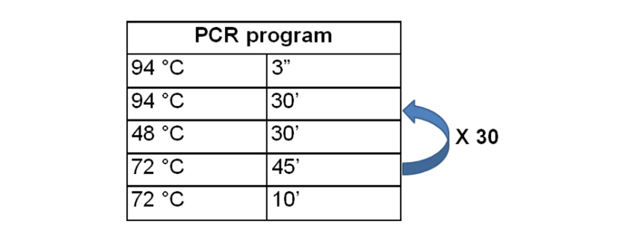 Table 2: PCR program used for the PCR amplification of a fragment of the  18S gene or the 23S gene