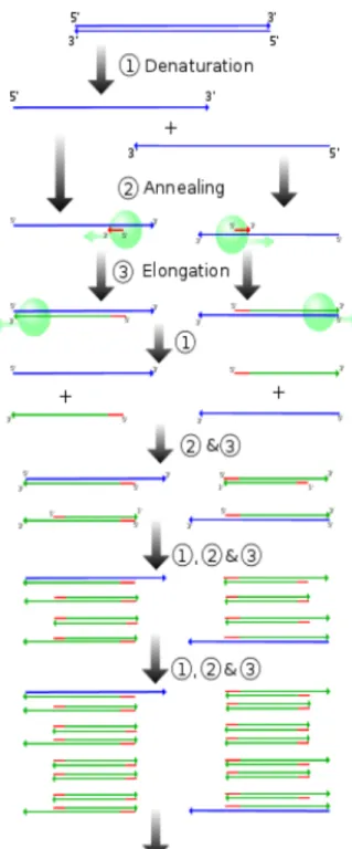 Figure 3: sequence of PCR steps: 