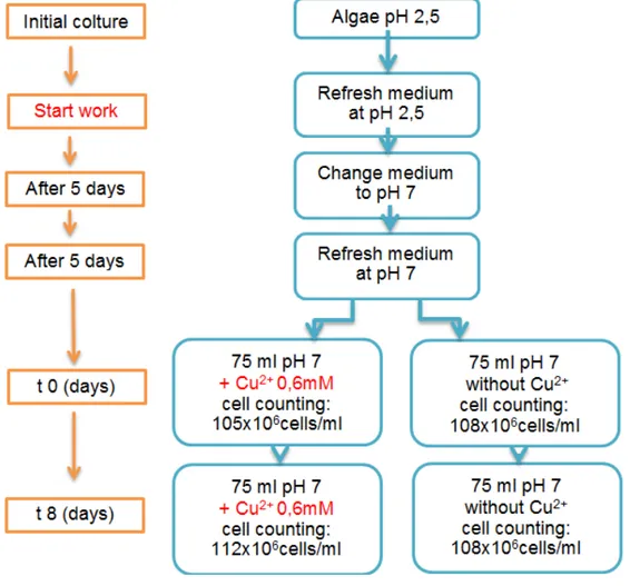 Figure 6: scheme of the experimental procedure for obtaining the extracts after 8 days (t8)  of the addition of Cu 2+    