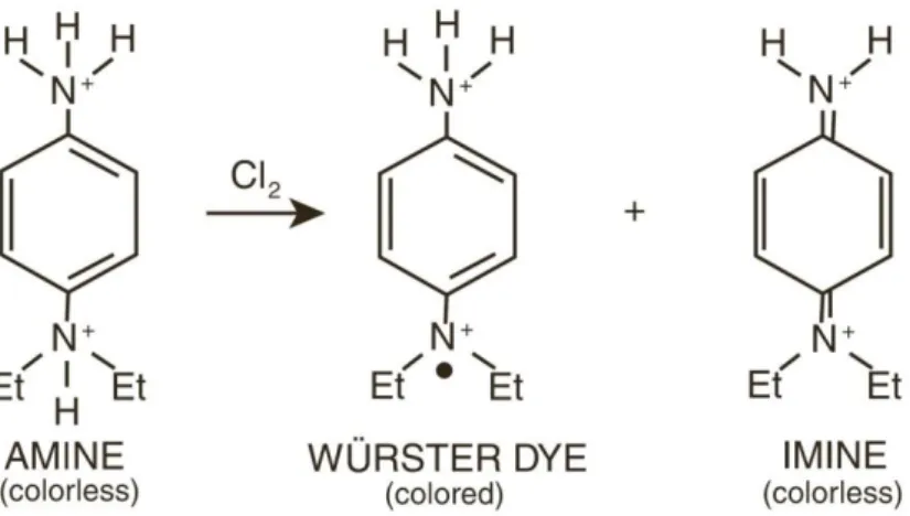 Figura 4.1: l’ammina DPD a contatto con il cloro produce due  diversi composti: il colorante Würster e un’immina incolore [12]