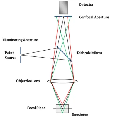 Figura 2.5: Schema ottico di un microscopio confocale ed effetto dell’ottica confocale sulla profondit`a di campo