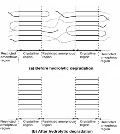 Figura 13.  Rappresentazione schematica degli gli effetti della degradazione  idrolitica; prima avviene la  degradazione delle zone amorfe e successivamente di quelle cristalline