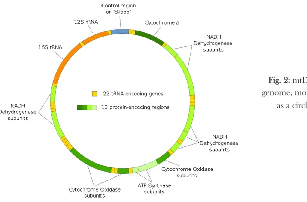 Fig. 2: mtDNA  genome, modelled 