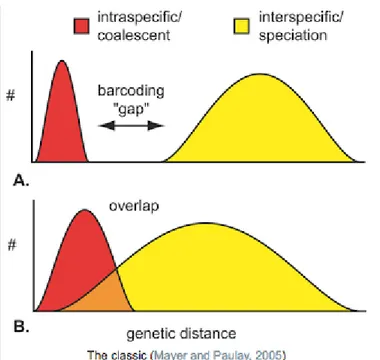 Fig. 3: Schematic of the Inferred  Barcoding Gap for two species.  A good Barcoding need to have 