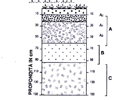 Figura 1.1: profilo di un suolo suddiviso negli orizzonti (De Vivo et al., 2002) 