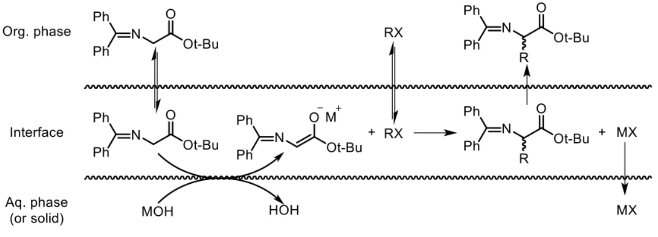 Figure 1.8 - Mechanism for catalyzed glycine Shiff base alkylation 