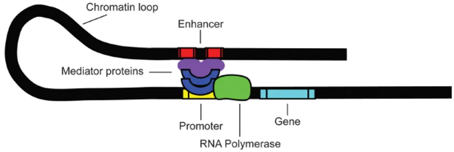Figure 1.4: The structure of a chromatin loop (licence: Wikimedia Commons)