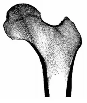 Fig. 4 Example of whole bone level human femur 