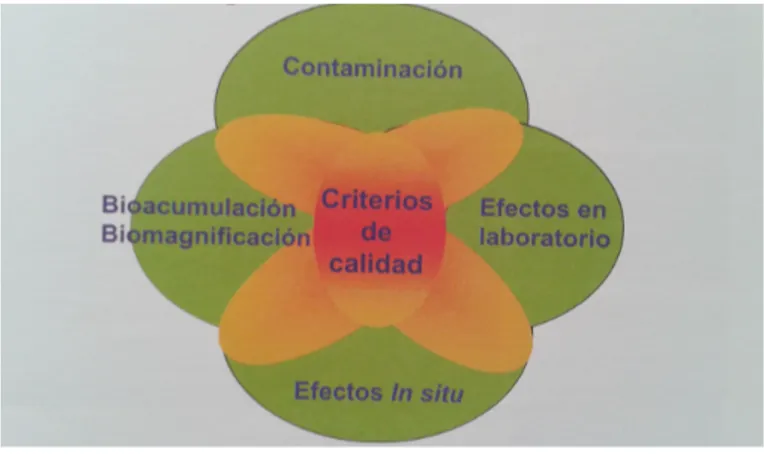 Figure 1.  Scheme of the integrated model with the four weight of evidence: contamination, laboratory and in situ effects, bioaccumulation/biomagnification