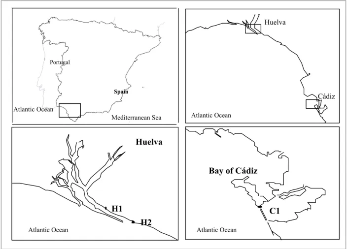 Figure 2.  Map of the south-western Iberian Peninsula with the sampling sites used for the experiment for the three sediments: the first one in the Bay of Cádiz (C1), and two in Huelva, Muelle de Capesa (H1) and Puerto deportivo of Mazagón (H2)