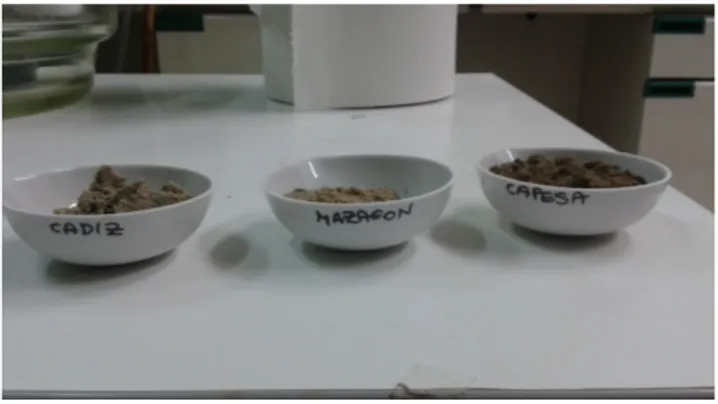 Figure   5.  Sediment   samples  taken   from   the   three   different   sampling   sites:   the   control   area,   Bay   of   Cádiz,   and contaminated area of Huelva, Muelle de Capesa (H1) and Mazagòn (H2) sites