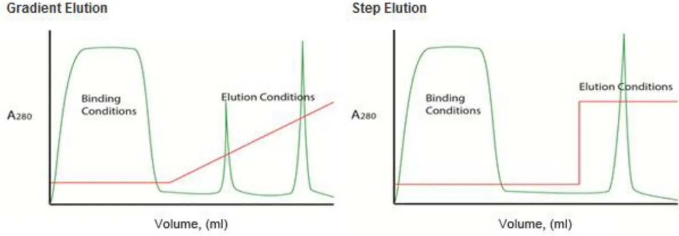Figura 2.8: Cromatogramma caratteristico che si ottiene utilizzando un tipico scambiatore cationico: eluizione a  gradiente (sinistra) ed eluizione a step (destra) [47]