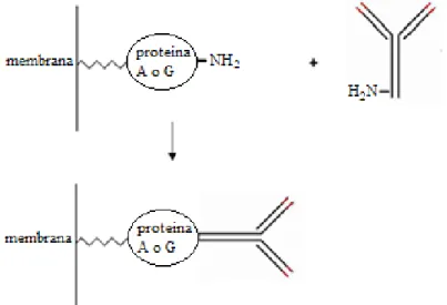 Figura 2.23: Schema di reazione fra il ligando proteina A, o proteina G, e le IgG. 