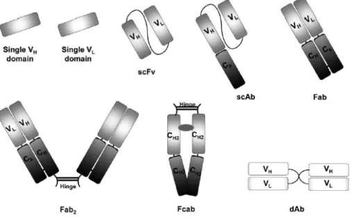 Figura  3.9:  Alcuni  esempi  dei  frammenti  di  anticorpi  che  è  possibile  ottenere  tramite  l’  “ingegneria  degli  anticorpi” [81]