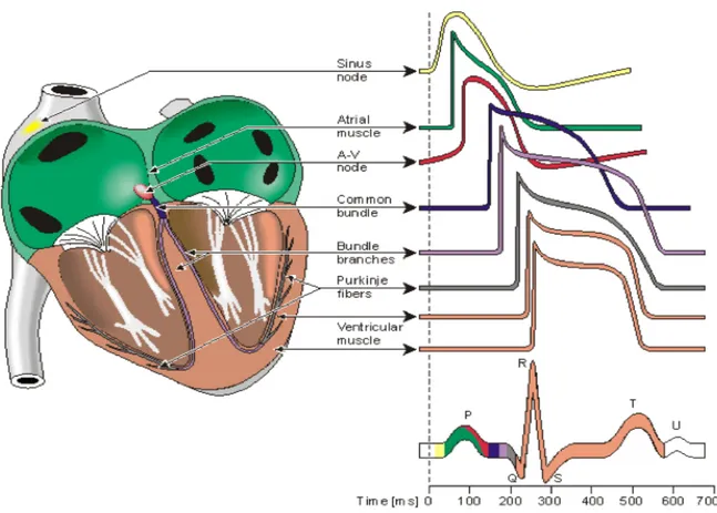 Figura	
  I-­‐2.	
  PA	
  nei	
  diversi	
  tessuti	
  cardiaci	
  e	
  loro	
  contributo	
  al	
  segnale	
  ECG,	
  modificata	
  da	
  Malmivuo	
  et	
  al,	
  1995.	
  	
  