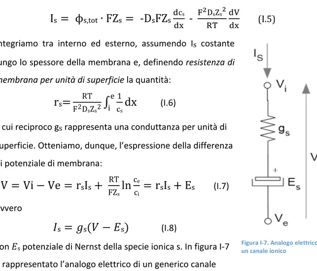 Tabella	
  I-­‐2.	
  Potenziali	
  di	
  Nerst	
  delle	
  principali	
  specie	
  ioniche,	
  (Bers,	
  1993).	
  