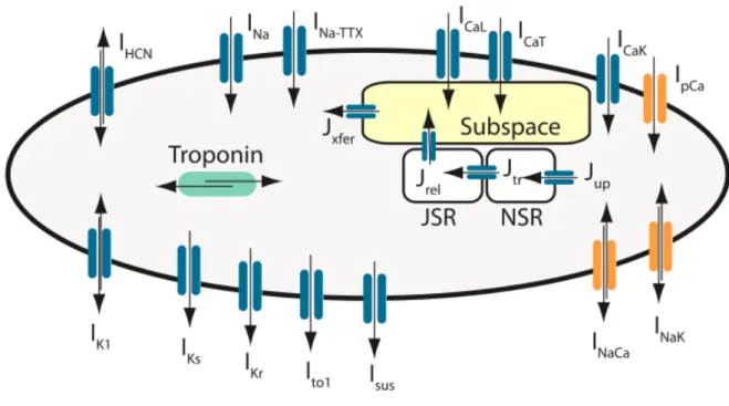 Figura	
  I-­‐12.	
  Schema	
  Generale	
  del	
  Modello	
  di	
  Sampson,	
  da	
  (Sampson	
  et	
  al.,	
  2010).	
  