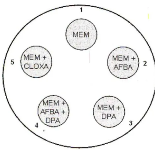 Fig.  3.8:  Disposizione  dischetti  di  antibiotico  Meropenem  (MEM)  sulla  piastra  Muller  Hinton 