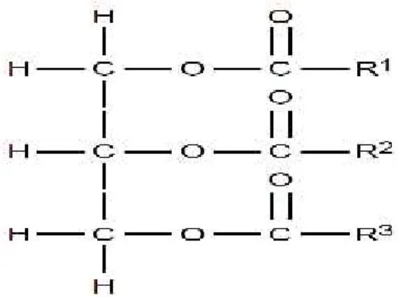 Figura 1.3. Struttura generale dei trigliceridi; R 1 , R 2 e R 3 rappresentano le catene di acidi grassi (Keeton e Eddy, 2004).