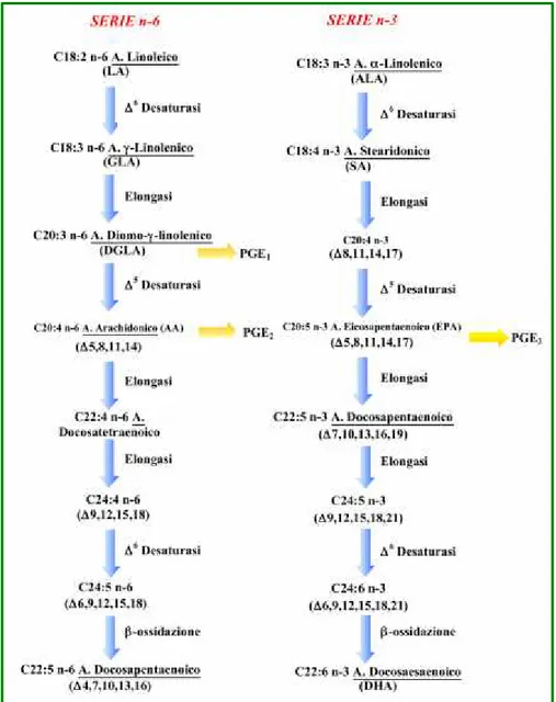 Figura 1.4. Desaturazione ed elongazione degli acidi grassi essenziali