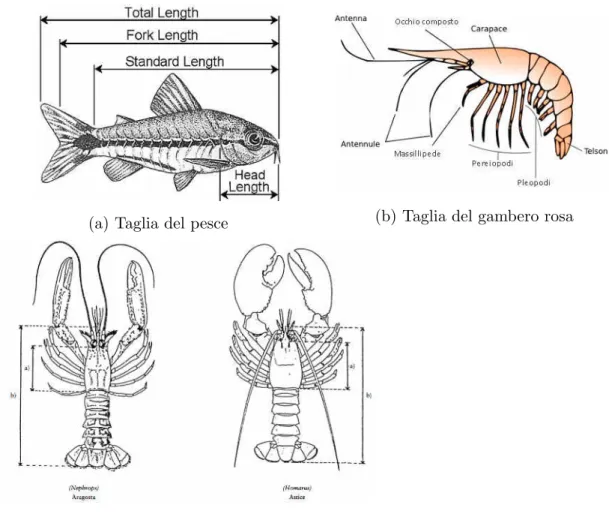Figura 1.4: Modalit`a standard di misura dei pesci